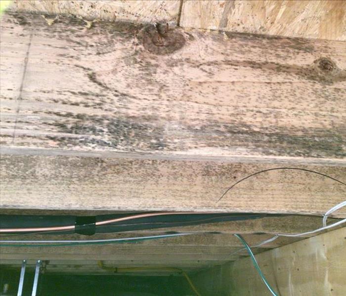 Mold growth on wood beams.